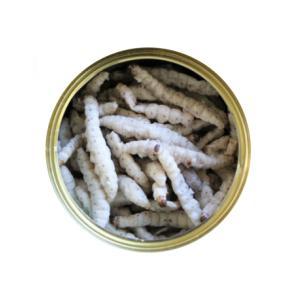 Caterpillars Caterpillars