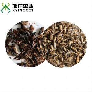 Dried Crickets (whole) Reptile Food Bird Food Dried Crickets (whole) Reptile Food Bird Food