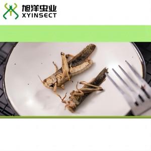 Dried Grasshopper or Locust (Whole) Dried Grasshopper or Locust (Whole)