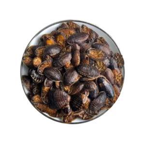 Dubia (Dubia Roach) Dubia (Dubia Roach)