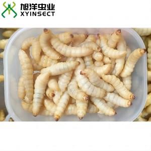 https://www.xyinsect.com/Uploads/pro/Live-Wax-Worms-Fishing-Bait-Ice-Fishing-Reptile-Food-Bird-Food.79.1.jpg